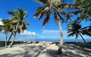 A sandy beach with palm trees and a blue sky, perfect for a romantic Key West wedding ceremony.