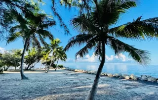 A beach with palm trees and water in the background perfect for key west wedding packages.