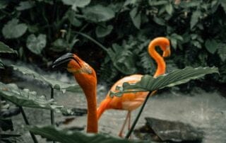 Two flamingos standing next to each other in Key West.
