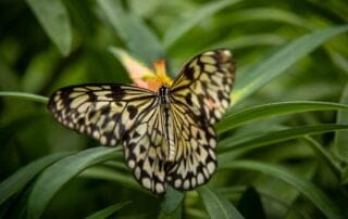 A butterfly is peacefully sitting on a vibrant green leaf.