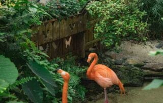 A couple of flamingos in a key west garden.