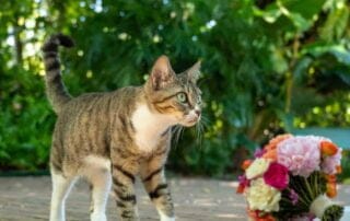 A tabby cat walking next to a bouquet of flowers at a Key West wedding.